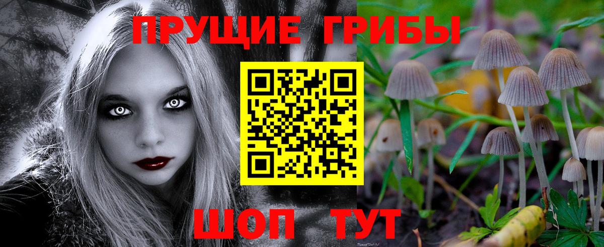 Галлюциногенные грибы Psilocybine cubensis Донской